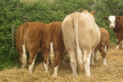 Cow-rears